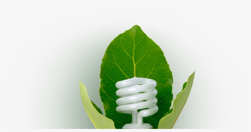 Sustainability-light Bulb - Houseplant, transparent png download