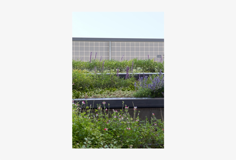 Varieties Including Lavender, Asparagus Ferns, Grasses, - Climbing Plants Parking Garage, transparent png download