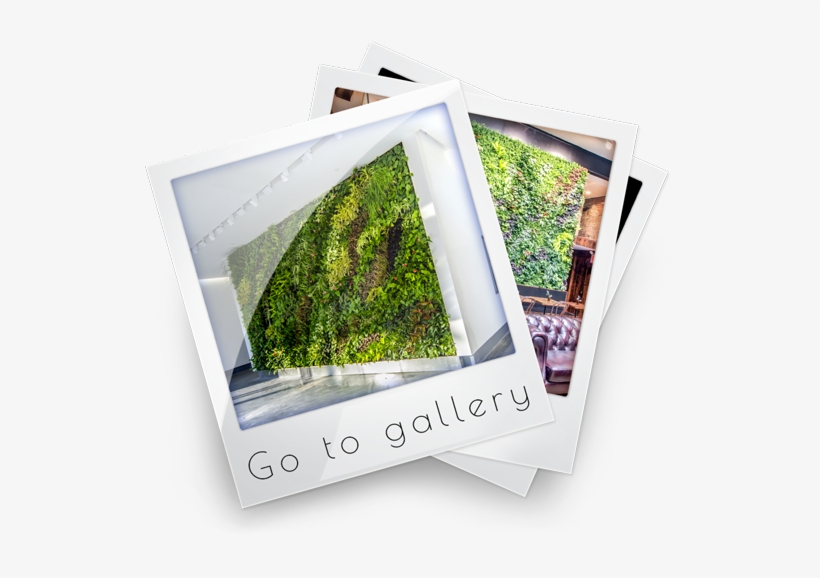 Read More - Grass, transparent png download