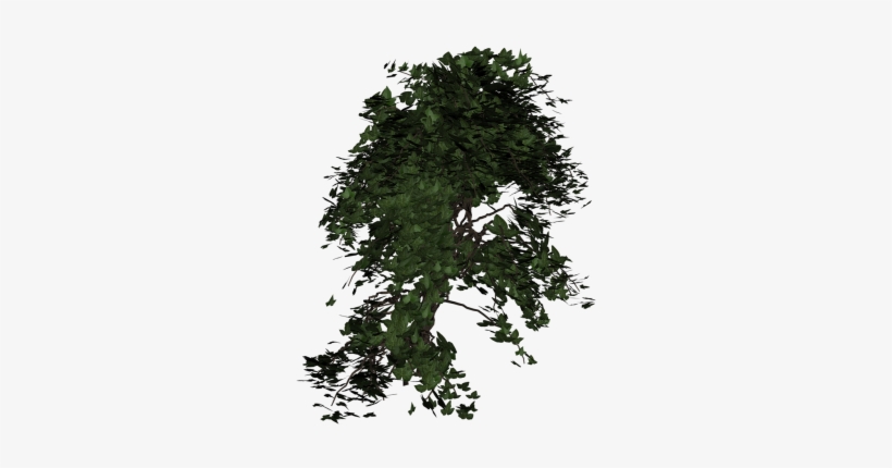 Leaf,leaves,entwine - Climber Plant Transparent Background, transparent png download