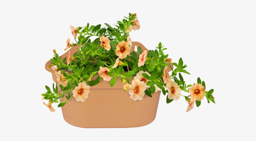 Home > Collection > Green Basics Wall Basket - Elho Green Basics Easy Hanger Small Mild Terra, transparent png download