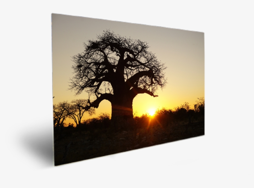 Baobab - Silhouette, transparent png download