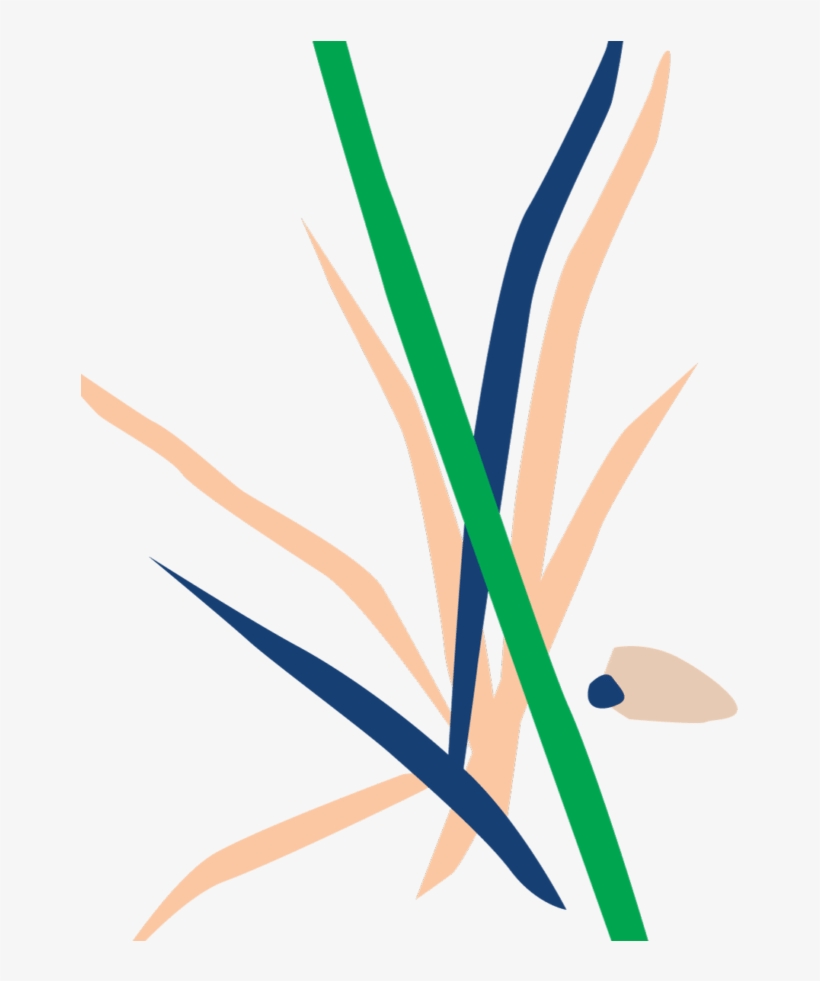 Bloomscape Potted Dracaena Marginata Bush - Dracaena Reflexa Var. Angustifolia, transparent png download