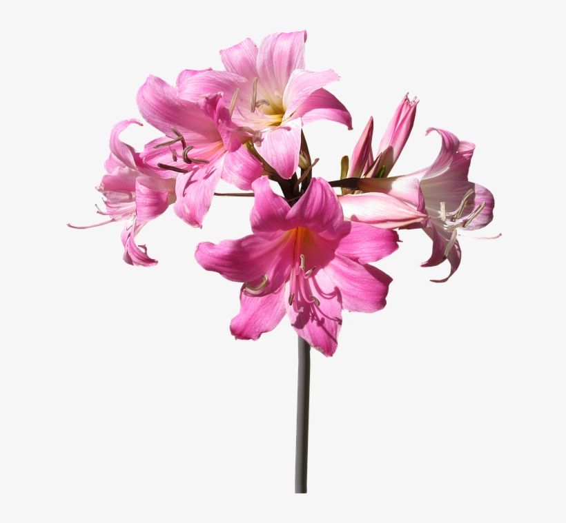 Belladonna, Lily, Flower, Stem, Summer - Stem And Flower Png, transparent png download