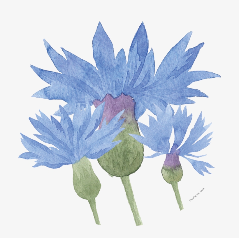 Watercolour Cornflower Image Floral Design Transparent PNG