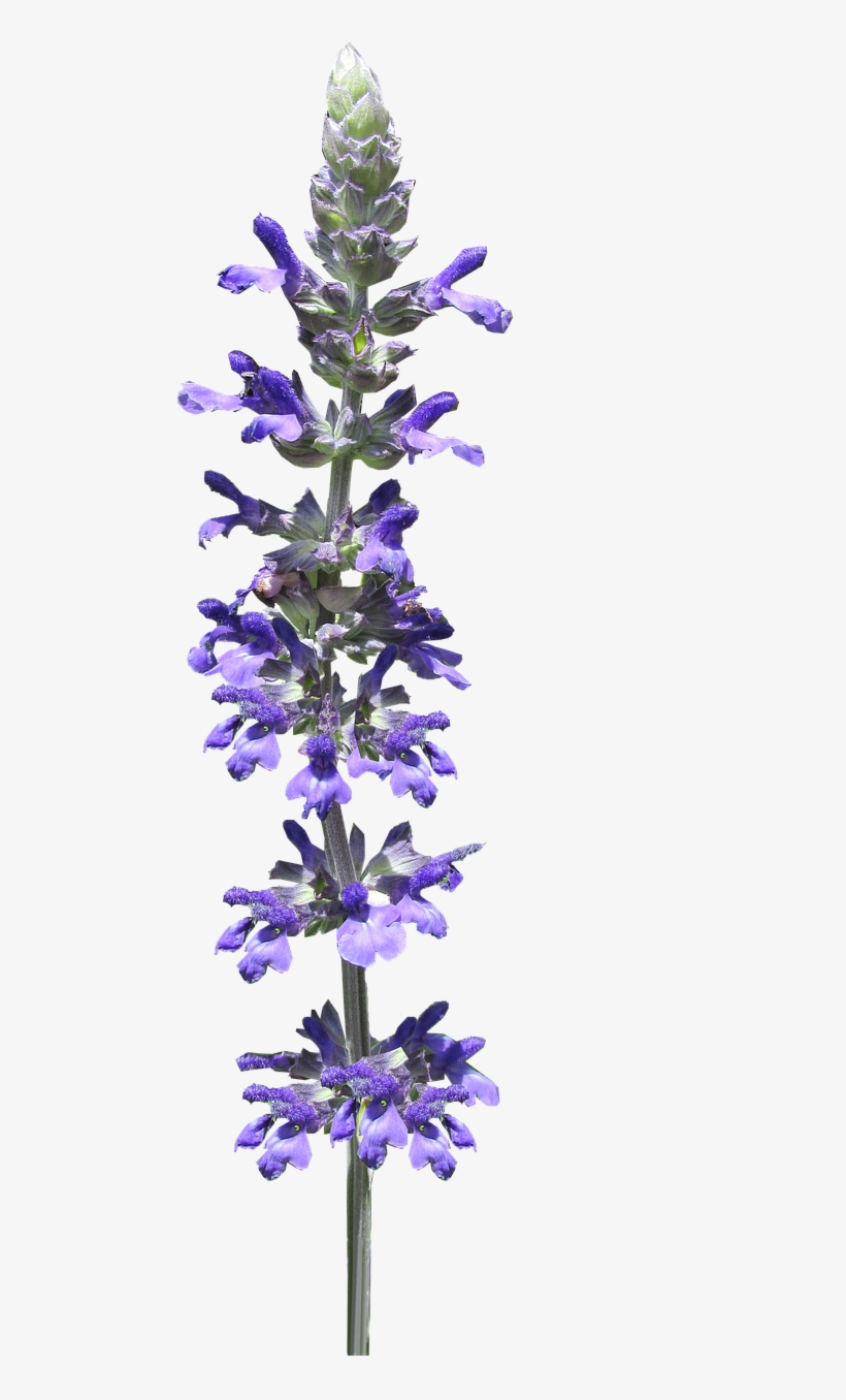 Flower Stem Blue - Flower, transparent png download
