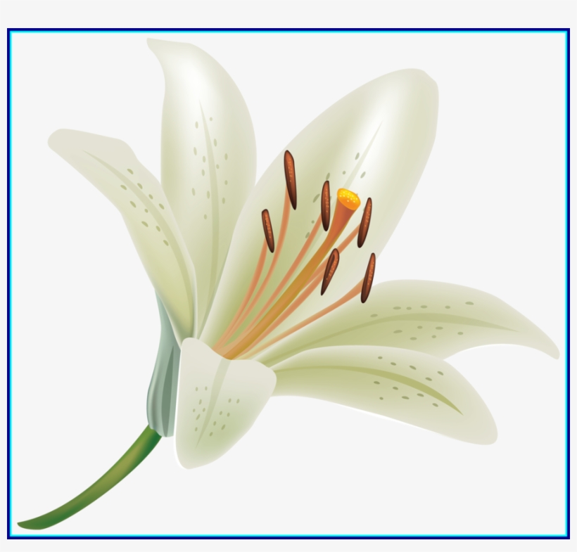Lily Flower Png Clipart Madonna Lily Flower Clip Art - White Lily Flower Png, transparent png download
