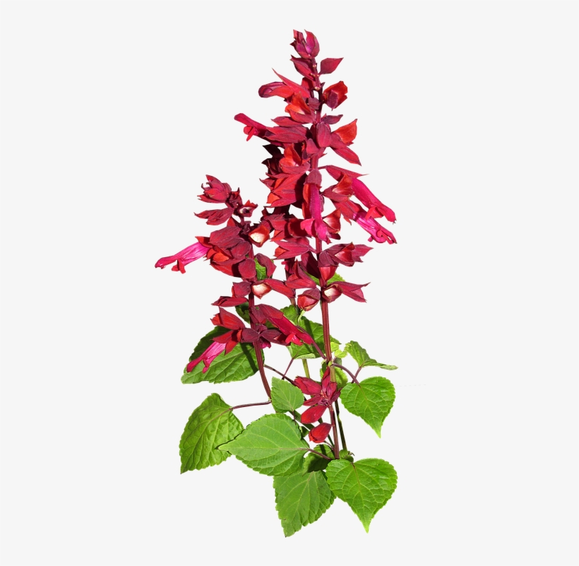 Flower, Red, Stem, Plant, Garden - Smoking Cessation, transparent png download