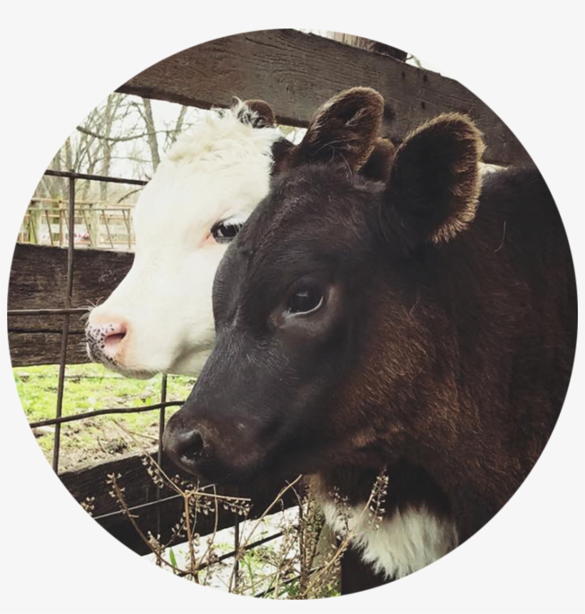 Brittain Farms Kirbyville, Missouri - Calf, transparent png download