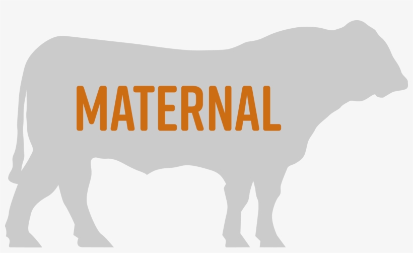 Our Bulls - Dairy Cow, transparent png download