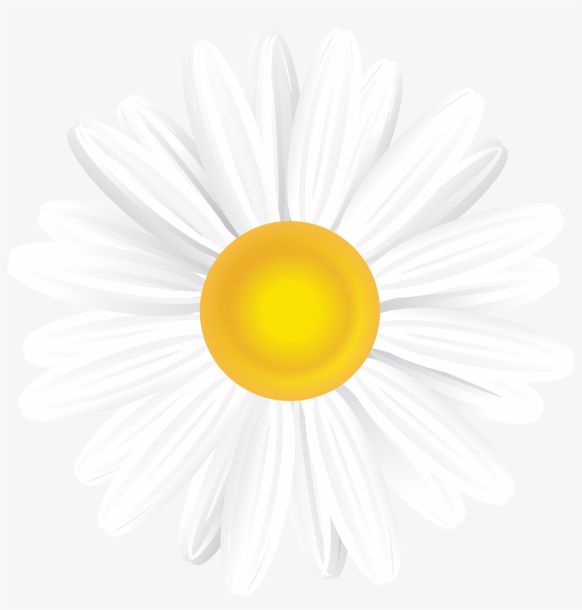 White Daisy Png, transparent png download
