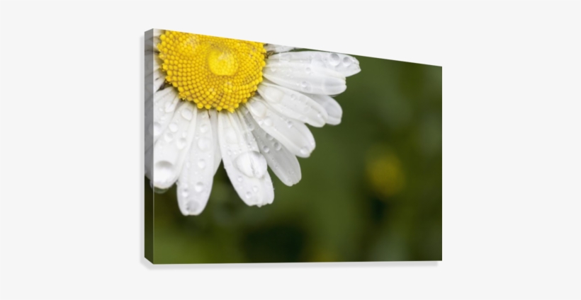 A White Daisy With Water Drops - Posterazzi A White Daisy With Water Dropsnorthumberland, transparent png download