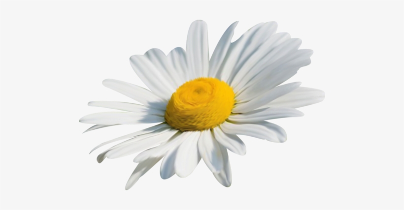 Papatya Png, transparent png download