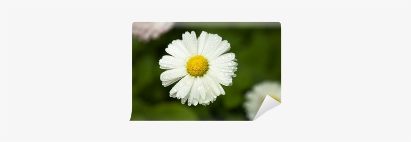 Chamomile, transparent png download