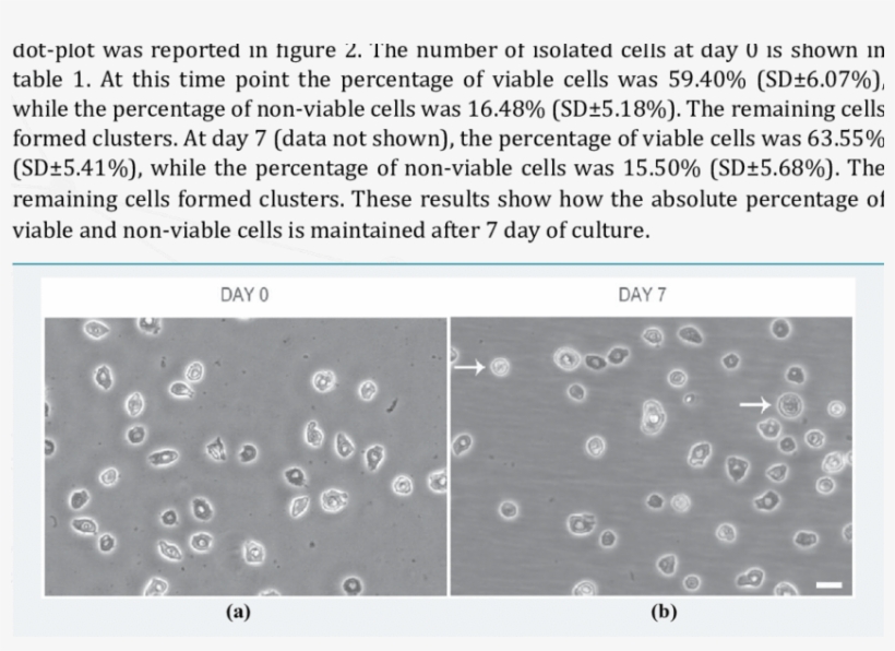 Epidermal Cells At A) Day 0 And B) Day 7 Of Culture - Cell, transparent png download