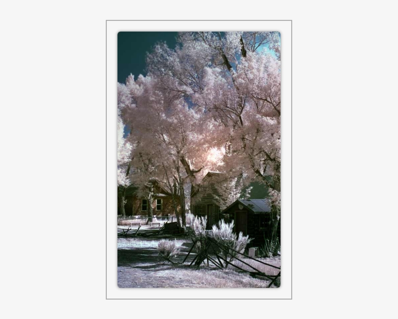 Finally, The App Element Provides The Prototypes' Main - Sabal Palmetto, transparent png download