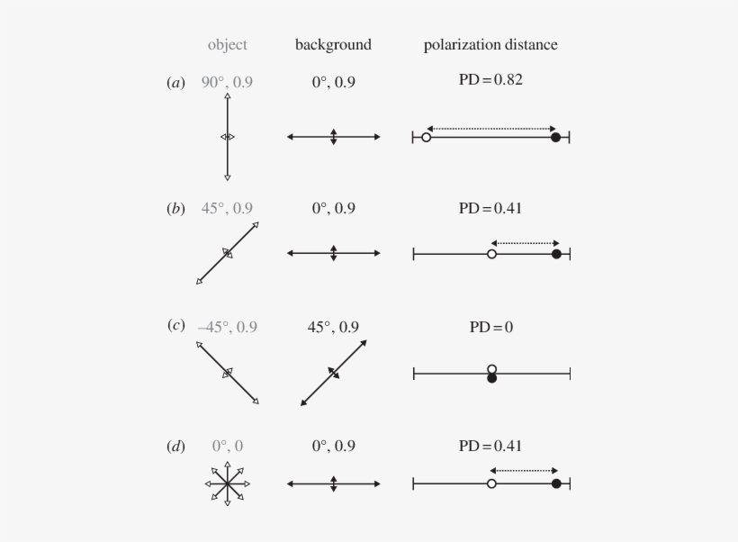 Example Polarized Object (white Arrows) Viewed Against - Polarization, transparent png download