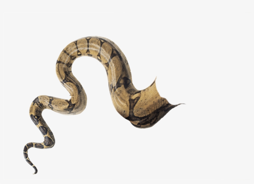 Snaketail Transparent Doctoreno By - Snake Tail Png, transparent png download