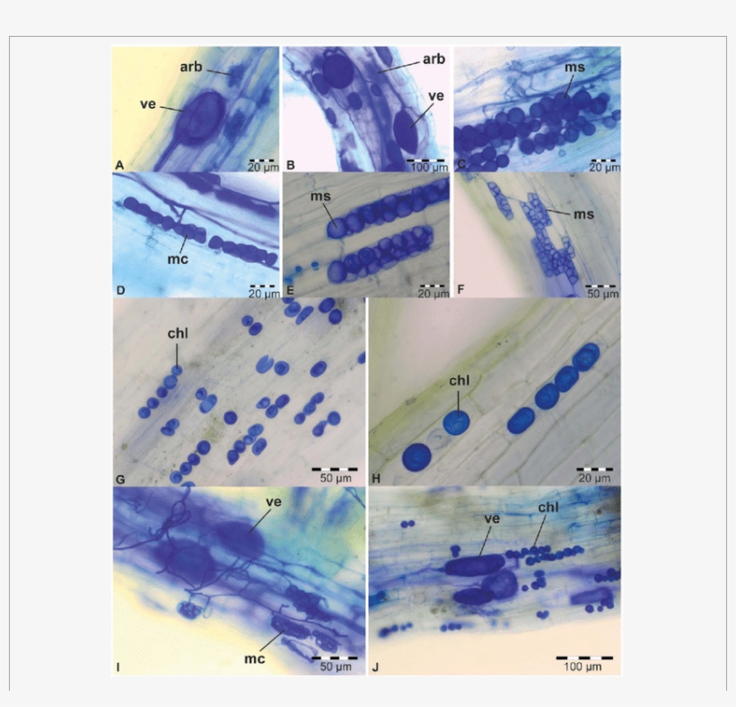 Download - .org, transparent png download