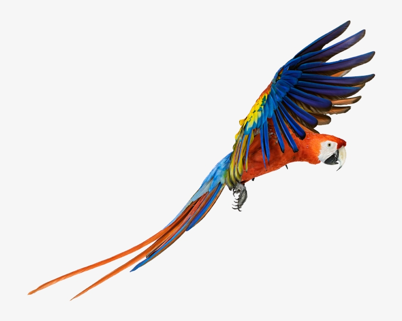 Macaw Png Transparent Images - Macaw Png, transparent png download