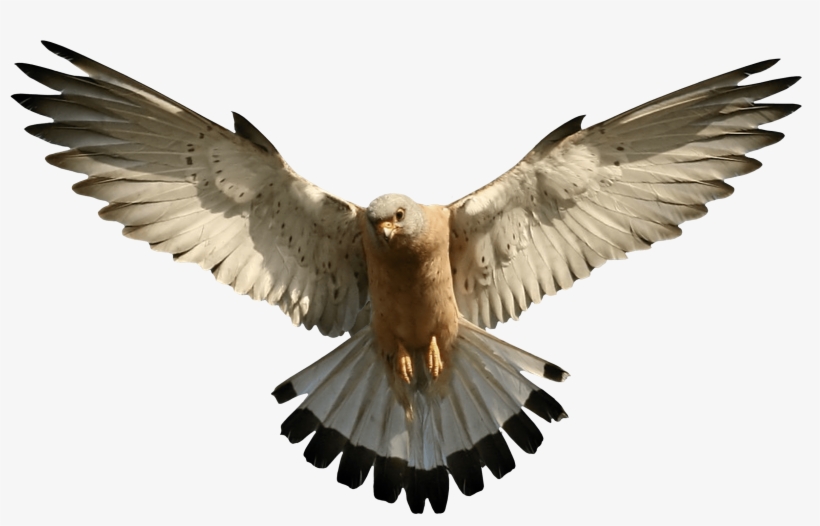Eagle Png Image Download Png Image - Falcon Transparent, transparent png download