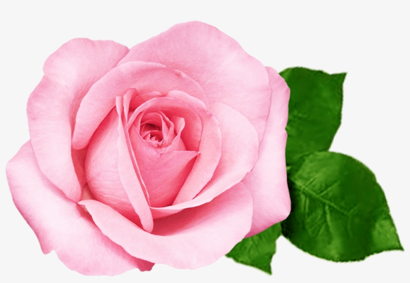 Graceful Round Wall Clock Rose Frameless Arabic Numbers, transparent png download