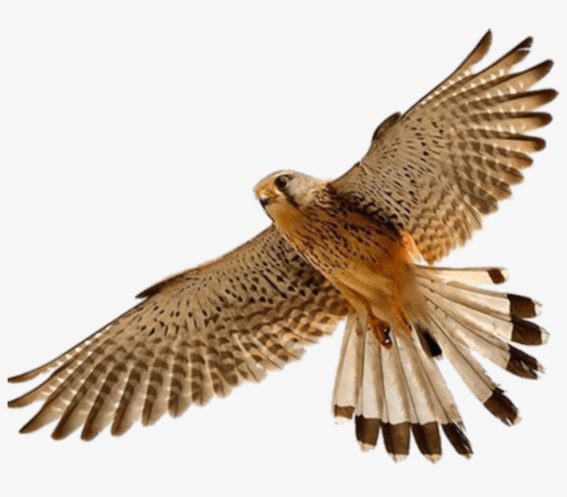 Download Png Image Report - Falcon .png, transparent png download