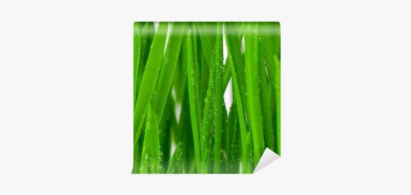 Dew, transparent png download