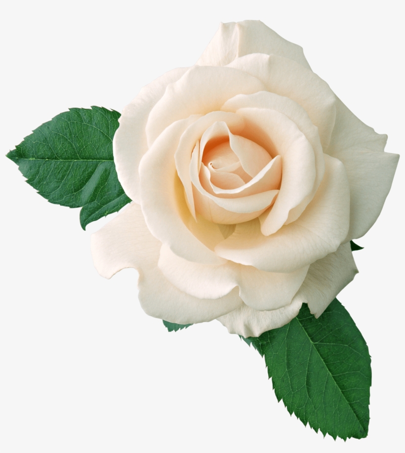 White Rose On Leaves - White Rose Png, transparent png download