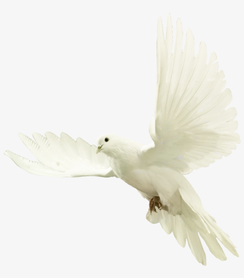 Dove - Dove By Violettalestrange, transparent png download