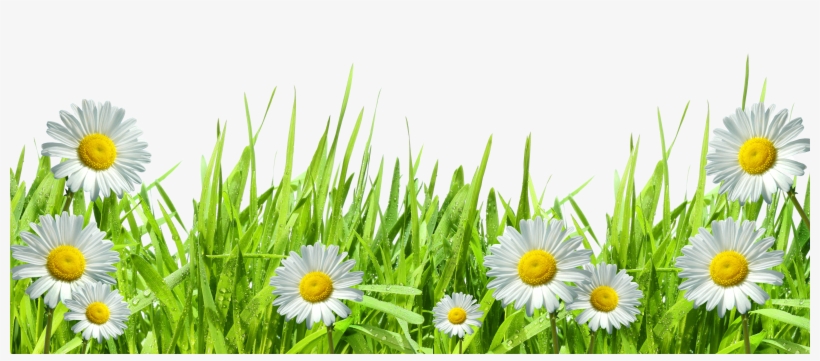 Chamomile Clipart Transparent Png - Flowers Png, transparent png download