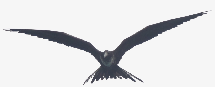 High Quality Galapagos Frigate - Frigate Bird Png, transparent png download