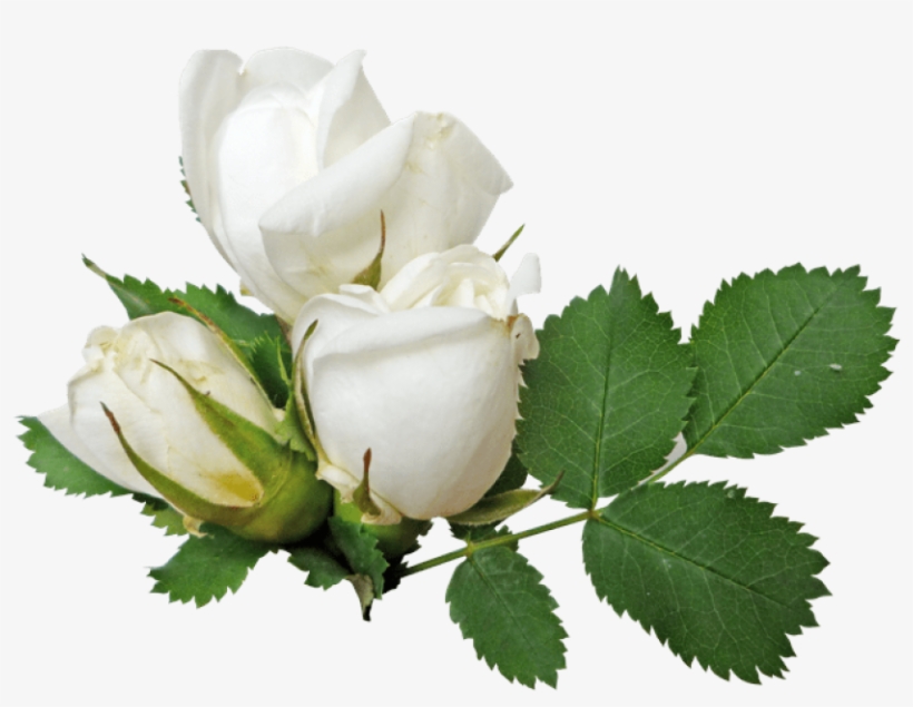 White Rose Clipart Green - White Rose Flower Png, transparent png download
