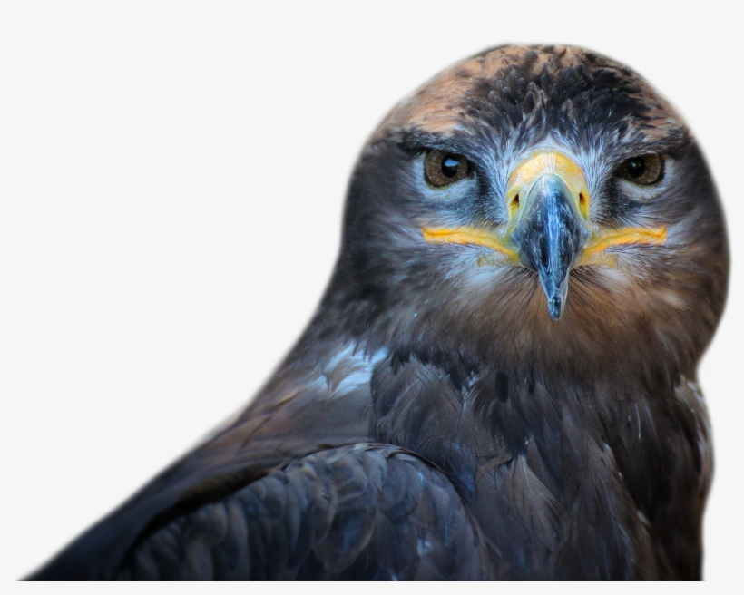 Bird Png, transparent png download