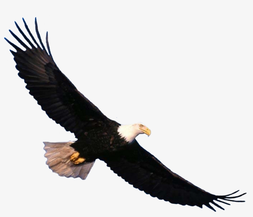 Png Images - Eagle - Eagle Png, transparent png download