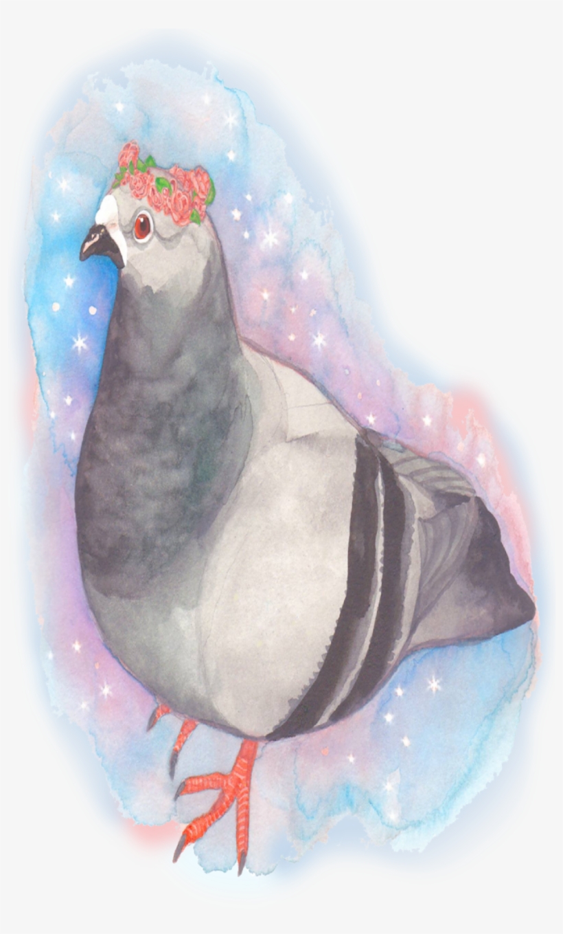 Pigeon, transparent png download