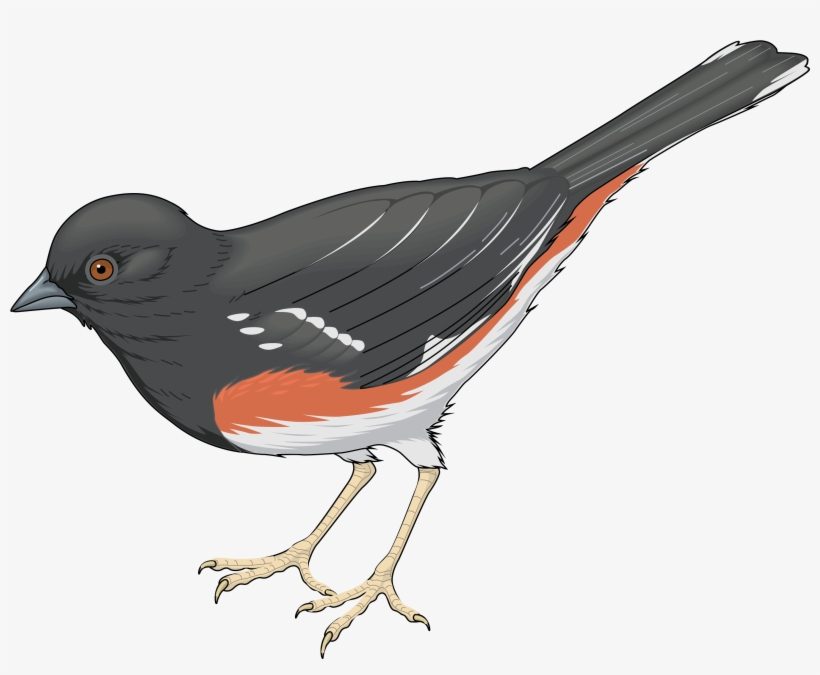 Grey Bird Png Clipart - Seed Eating Bird Clipart, transparent png download