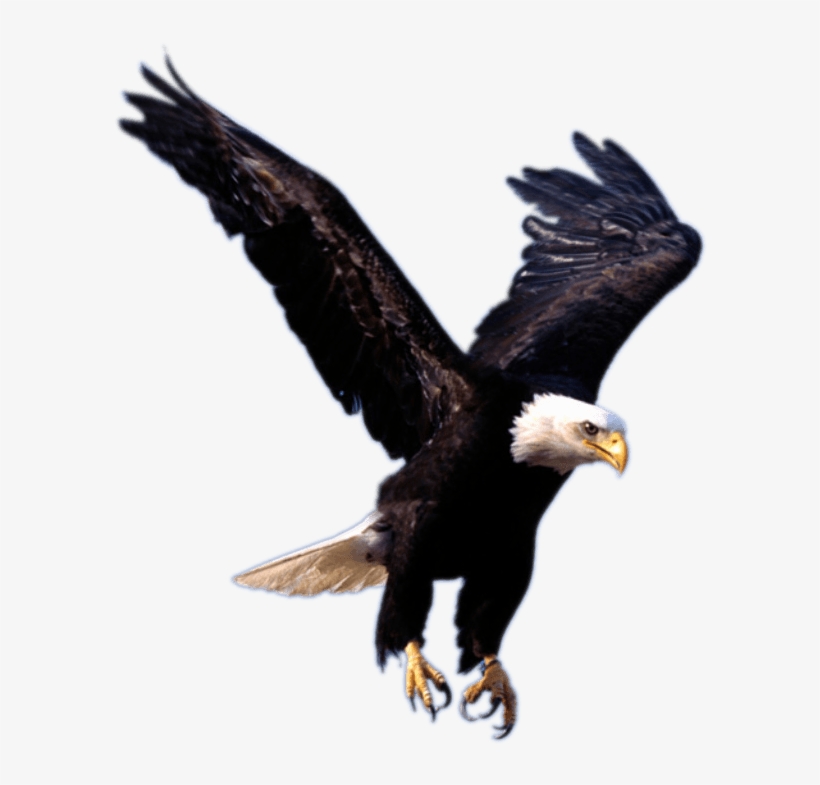 Eagle Landing - Flying Eagle Png, transparent png download
