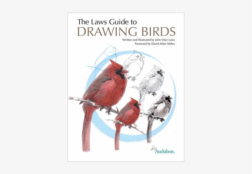 The Laws Guide To Drawing Birds - Laws Guide To Drawing Birds, transparent png download
