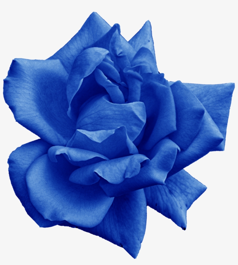 Png File Size - Blue Rose Png, transparent png download