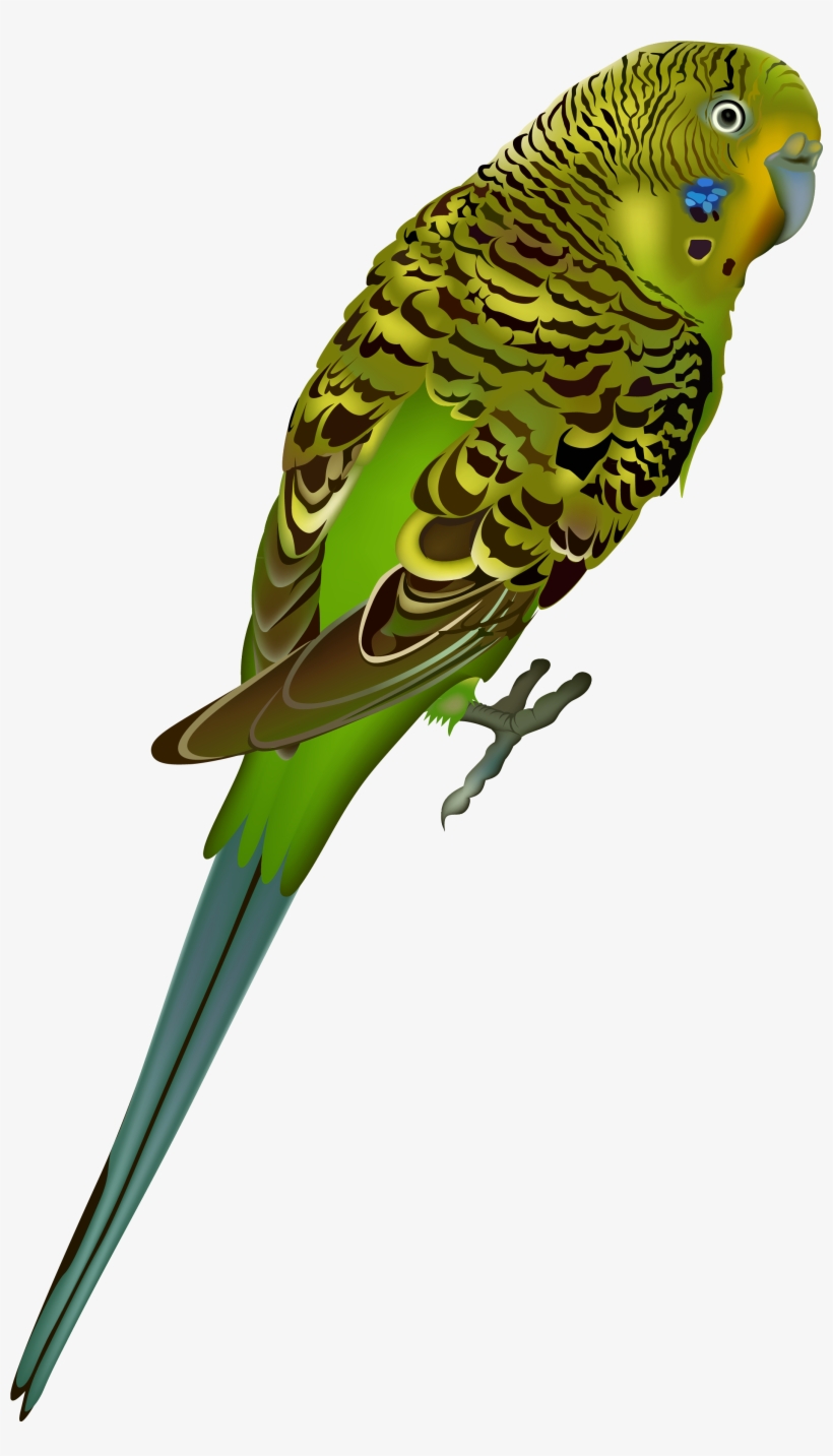 Periquito Png, transparent png download