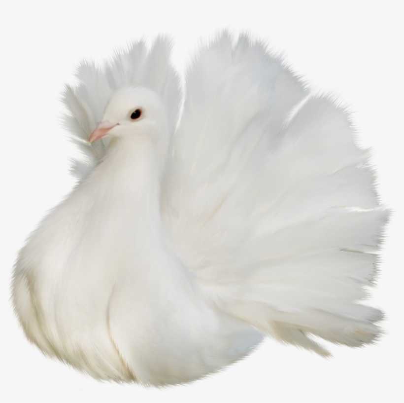 White Beautiful Delicate Dove Png Clipart Picture - Bird, transparent png download