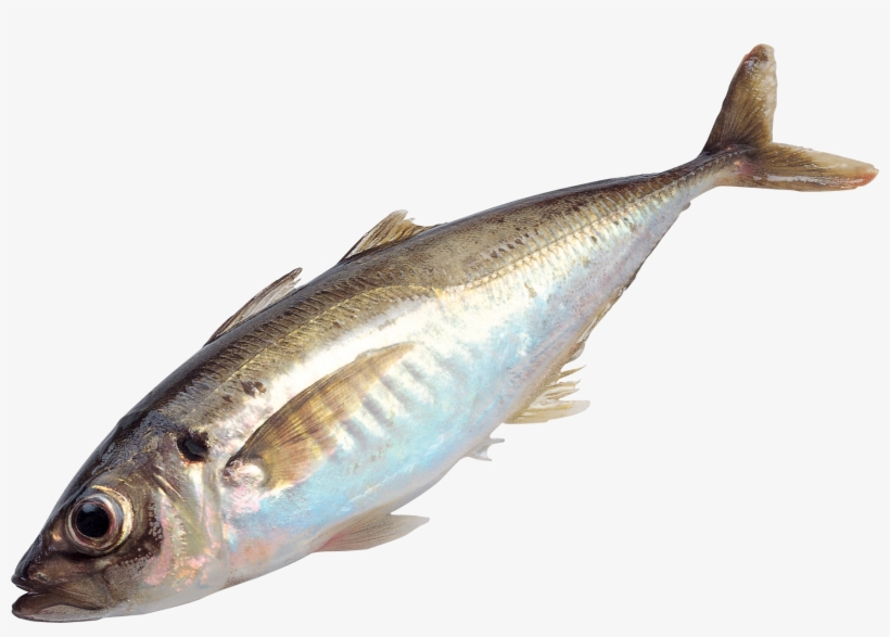 Fish Png, transparent png download