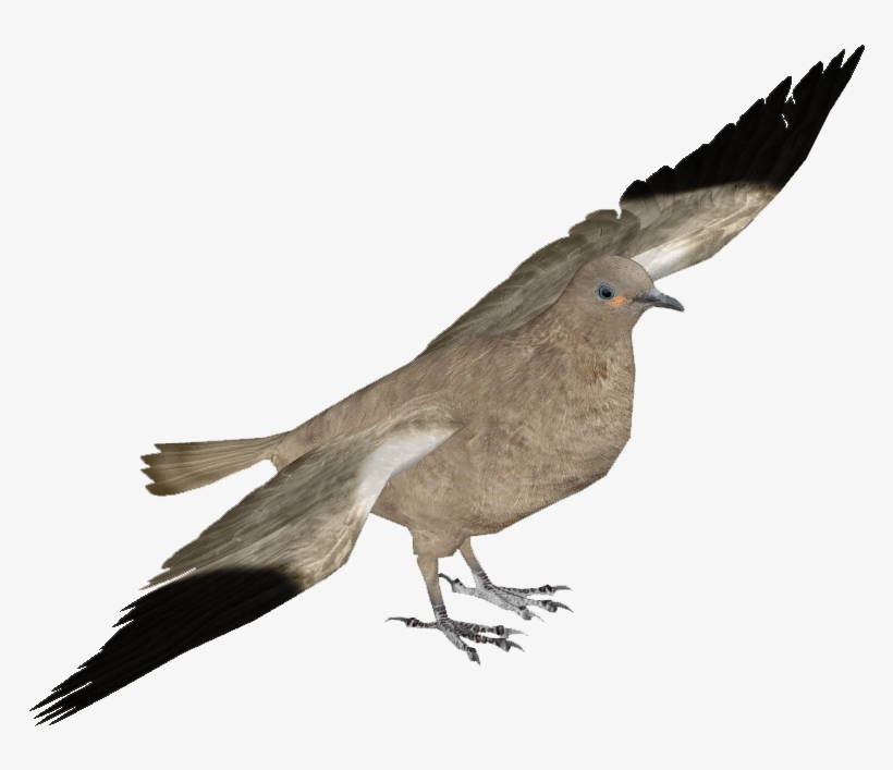 Black-winged Ground Dove - Pink-headed Fruit Dove, transparent png download