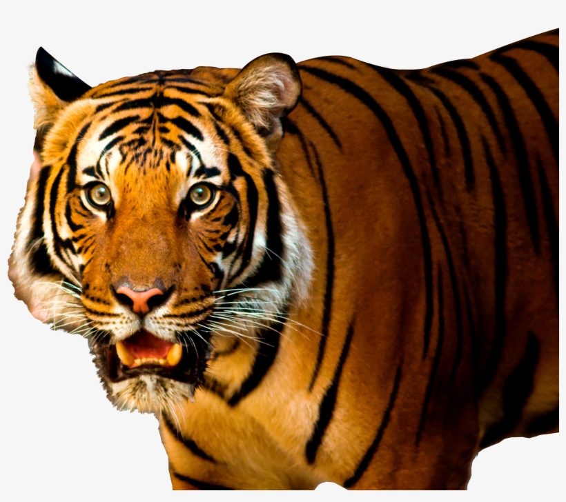 Transparent Background Tiger Png, transparent png download