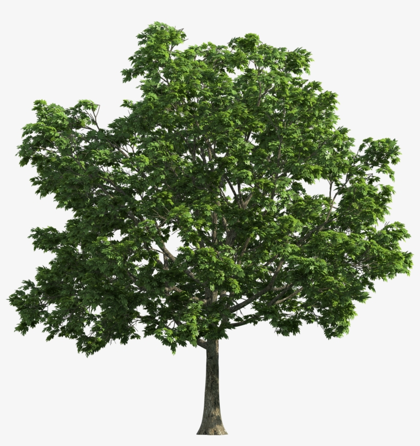 Tree Transparent Png Clip Art - Tree Vector, transparent png download
