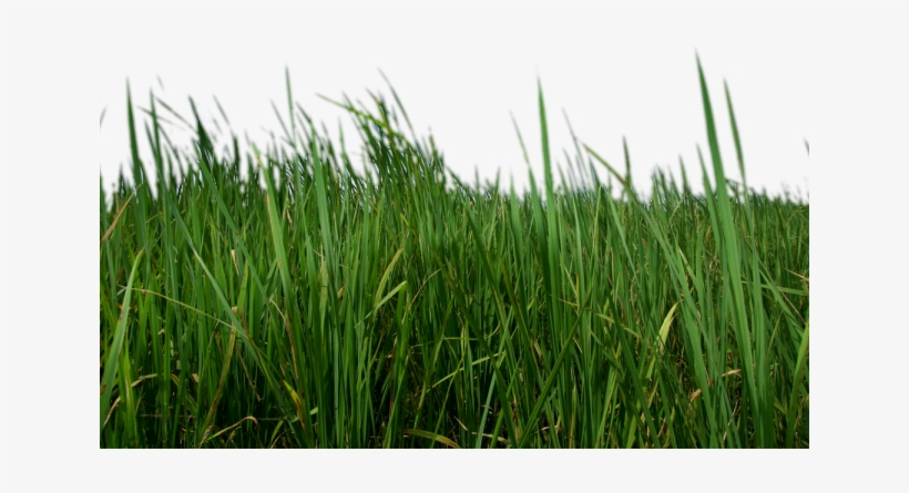 Grass Png Transparent Images - Transparent Grass, transparent png download