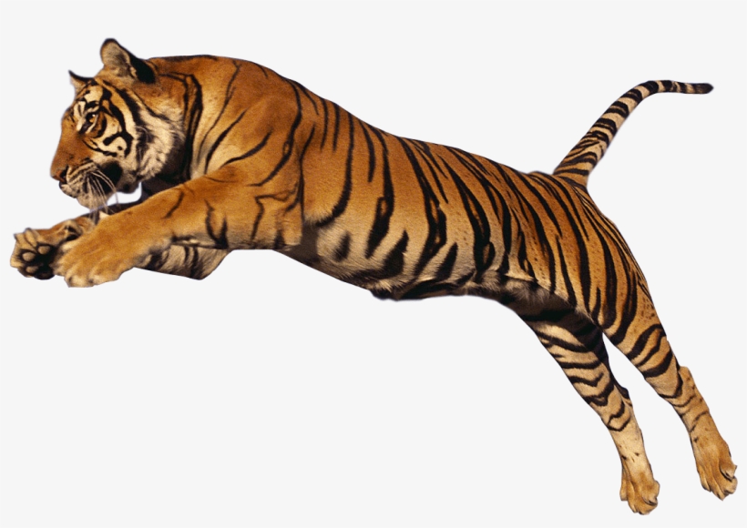 Animals - Tigers - Big Cats Jumping Png, transparent png download