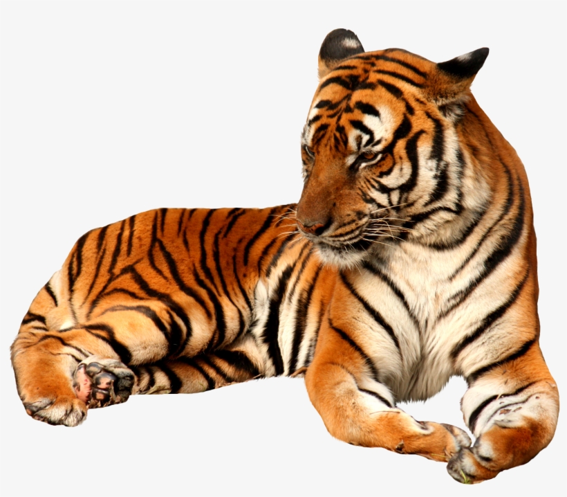 Tiger Png Sitting Image - Transparent Background Tiger Png, transparent png download