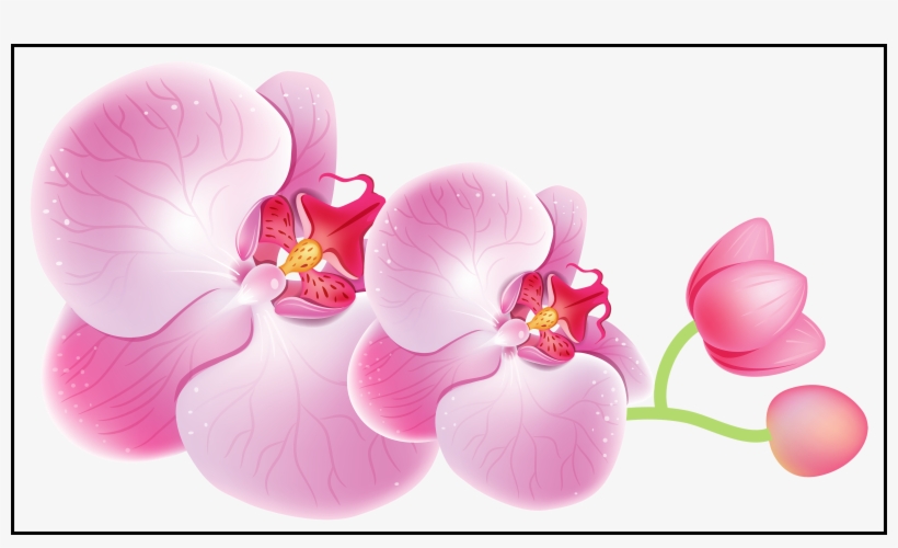 Shocking Pin By World - Orchid Png, transparent png download